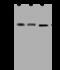 Glutaryl-CoA Dehydrogenase antibody, GTX02277, GeneTex, Western Blot image 