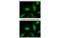 TR Alpha antibody, MBS835835, MyBioSource, Immunofluorescence image 