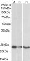 Triggering Receptor Expressed On Myeloid Cells 2 antibody, STJ71241, St John