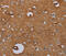 Interleukin 27 Receptor Subunit Alpha antibody, MBS2528129, MyBioSource, Immunohistochemistry frozen image 