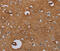 Interleukin-27 receptor subunit alpha antibody, MBS2528129, MyBioSource, Immunohistochemistry frozen image 