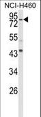 Spartin antibody, LS-C161446, Lifespan Biosciences, Western Blot image 