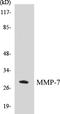 Matrix Metallopeptidase 7 antibody, EKC1382, Boster Biological Technology, Western Blot image 