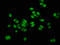 MUS81 Structure-Specific Endonuclease Subunit antibody, LS-C672627, Lifespan Biosciences, Immunofluorescence image 