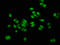 Crossover junction endonuclease MUS81 antibody, LS-C672627, Lifespan Biosciences, Immunofluorescence image 