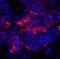 IQ Motif Containing F2 antibody, NBP2-81922, Novus Biologicals, Immunofluorescence image 