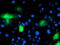 Calpain 9 antibody, M11197, Boster Biological Technology, Immunofluorescence image 