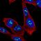 Zinc Finger Protein 865 antibody, HPA068079, Atlas Antibodies, Immunofluorescence image 