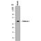 Kallikrein Related Peptidase 5 antibody, MAB7236, R&D Systems, Western Blot image 