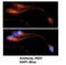 Eukaryotic Translation Initiation Factor 3 Subunit I antibody, NBP1-98293, Novus Biologicals, Immunofluorescence image 