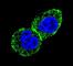 Isocitrate Dehydrogenase (NADP(+)) 1, Cytosolic antibody, F50421-0.4ML, NSJ Bioreagents, Immunohistochemistry frozen image 