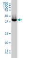 Acyl-CoA Thioesterase 9 antibody, H00023597-M01, Novus Biologicals, Western Blot image 