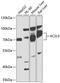 Acyl-CoA Synthetase Long Chain Family Member 5 antibody, GTX30019, GeneTex, Western Blot image 