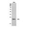 Neurotensin antibody, GTX34103, GeneTex, Western Blot image 