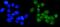 Methyltransferase Like 1 antibody, A10859-1, Boster Biological Technology, Immunofluorescence image 