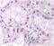 NADPH Oxidase 4 antibody, NB110-58851H, Novus Biologicals, Immunohistochemistry frozen image 