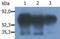 Phosphoprotein Membrane Anchor With Glycosphingolipid Microdomains 1 antibody, SM3106P, Origene, Western Blot image 