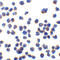 C1q And TNF Related 7 antibody, 3673, ProSci, Immunocytochemistry image 