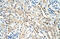 Forkhead Box K1 antibody, 28-707, ProSci, Immunohistochemistry frozen image 