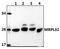 Mitochondrial Ribosomal Protein L14 antibody, PA5-75982, Invitrogen Antibodies, Western Blot image 