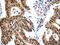Minichromosome Maintenance Complex Component 7 antibody, CSB-PA811751, Cusabio, Immunohistochemistry frozen image 
