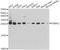 Proteasome subunit alpha type-2 antibody, STJ25171, St John