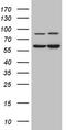Interleukin 23 Receptor antibody, LS-C791270, Lifespan Biosciences, Western Blot image 