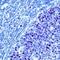 MutS Homolog 2 antibody, MA1-12621, Invitrogen Antibodies, Immunohistochemistry frozen image 