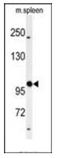 Polypeptide N-Acetylgalactosaminyltransferase 5 antibody, AP51770PU-N, Origene, Western Blot image 