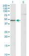 Creatine Kinase, M-Type antibody, LS-C196924, Lifespan Biosciences, Western Blot image 