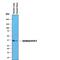 Apolipoprotein E antibody, MAB41441, R&D Systems, Western Blot image 