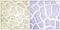 Collagen Type XX Alpha 1 Chain antibody, PA5-38895, Invitrogen Antibodies, Immunohistochemistry frozen image 