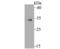 Methyl-CpG Binding Domain Protein 3 antibody, NBP2-75568, Novus Biologicals, Western Blot image 