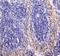 RAB27A, Member RAS Oncogene Family antibody, PA5-79904, Invitrogen Antibodies, Immunohistochemistry frozen image 