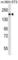 Platelet Derived Growth Factor Receptor Beta antibody, abx025327, Abbexa, Western Blot image 