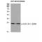 Tyrosine 3-Monooxygenase/Tryptophan 5-Monooxygenase Activation Protein Theta antibody, LS-C381490, Lifespan Biosciences, Western Blot image 