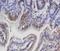 2AR antibody, PA1432, Boster Biological Technology, Immunohistochemistry frozen image 