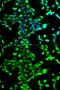 ANXA2 antibody, GTX35208, GeneTex, Immunofluorescence image 