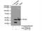 Argininosuccinate Synthase 1 antibody, 16210-1-AP, Proteintech Group, Immunoprecipitation image 