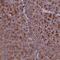 C-C Motif Chemokine Ligand 23 antibody, NBP1-88079, Novus Biologicals, Immunohistochemistry paraffin image 