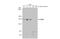 Period Circadian Regulator 2 antibody, GTX129688, GeneTex, Western Blot image 