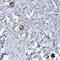 Transmembrane Protein 209 antibody, NBP1-94004, Novus Biologicals, Immunohistochemistry paraffin image 