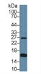 Aquaporin 2 antibody, LS-C292927, Lifespan Biosciences, Western Blot image 