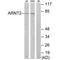 Aryl hydrocarbon receptor nuclear translocator 2 antibody, A05583, Boster Biological Technology, Western Blot image 