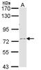 Calpain 10 antibody, NBP1-33732, Novus Biologicals, Western Blot image 