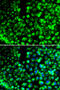 Calumenin antibody, 14-405, ProSci, Immunofluorescence image 
