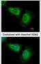 WD Repeat And SOCS Box Containing 2 antibody, PA5-31204, Invitrogen Antibodies, Immunofluorescence image 