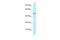 Basic Leucine Zipper And W2 Domains 1 antibody, PA5-70580, Invitrogen Antibodies, Western Blot image 