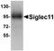 Sialic Acid Binding Ig Like Lectin 11 antibody, NBP1-77025, Novus Biologicals, Western Blot image 