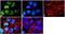 Insulin Receptor Substrate 1 antibody, GTX25602, GeneTex, Immunocytochemistry image 